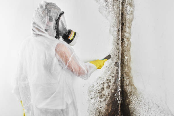 Office Mold Removal Services in Emerald Lakes, PA