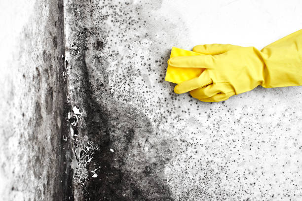 Best Attic Mold Removal  in Emerald Lakes, PA