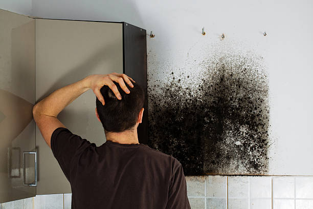 Best Mold Removal Company Near Me  in Emerald Lakes, PA